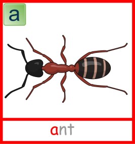 Ant picture card